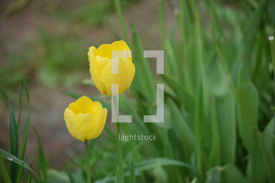 yellow tulips 