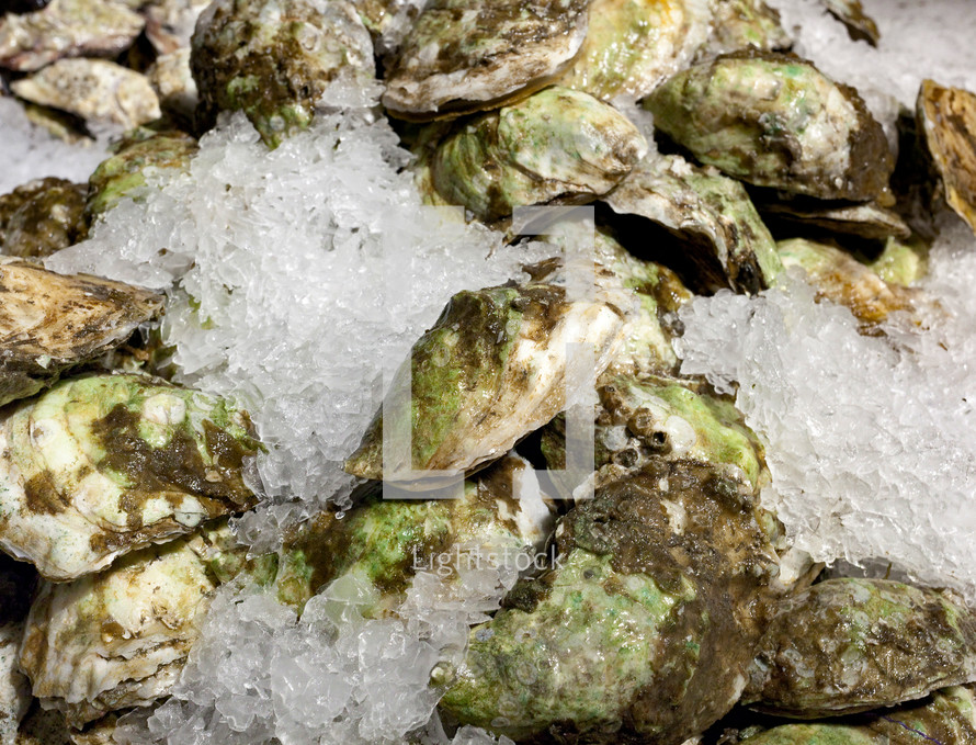 oysters on ice 