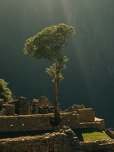 A tree growing among ancient ruins.