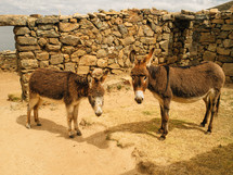 donkeys 