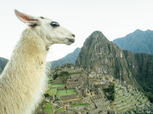 Llama near an ancient village in the mountains.