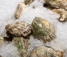 Closed oysters on ice for sale at chelsea market, New York
