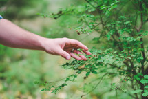 A hand picking berries from a bush.