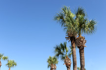 Palm trees in a blue sky.