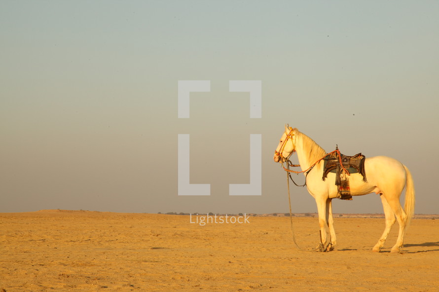 horse in a desert 