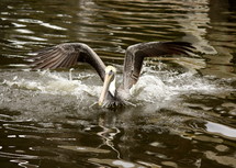 Pelican landing in water