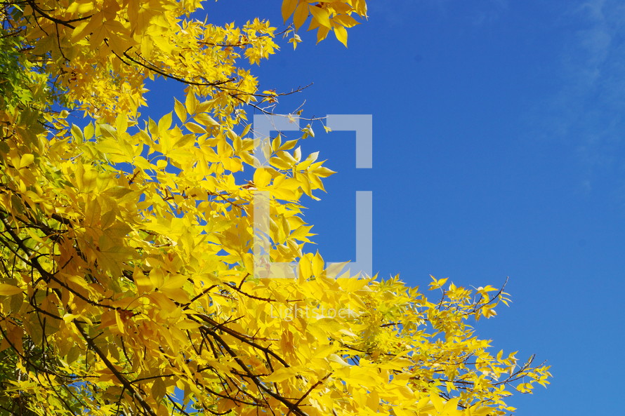golden fall leaves against a blue sky 