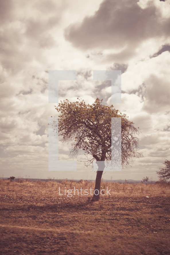Solitary tree in a field on a cloudy day.