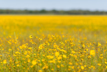 field of yellow wildflowers 