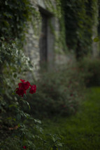 Red flower and plants with ivy up a stone wall