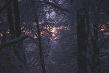 Sunset from the snowy trees