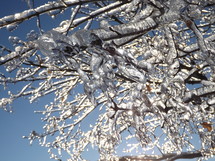 Shimmering ice on frozen tree branches.