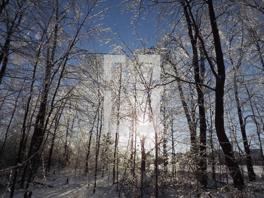 Sun shining through dormant trees after a snowfall.