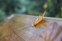 fall leaf on wood bench 