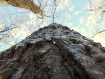 Ground view of a lofty tree.
