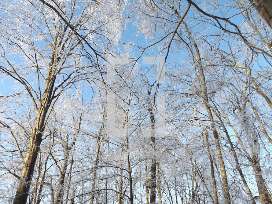 Ice on dorman trees.
