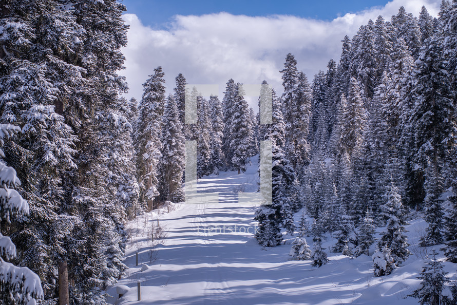 Skiing path in the snowy forest