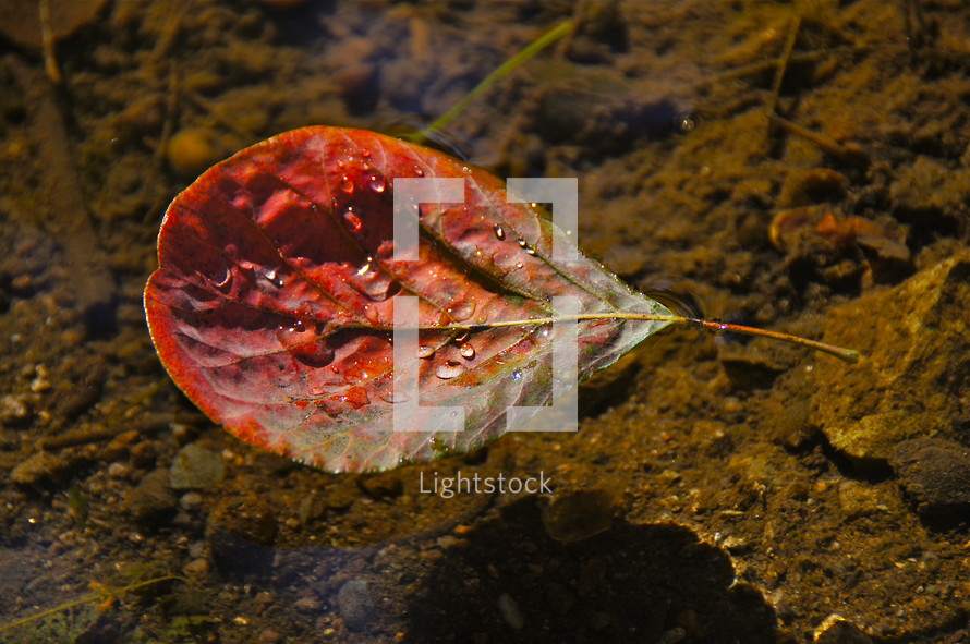 fall leaf with dew drops floating in mountain stream. Autumn, fall, season, harvest, red, water. 