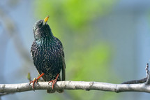 Close up of a Starling on brunch in spring time