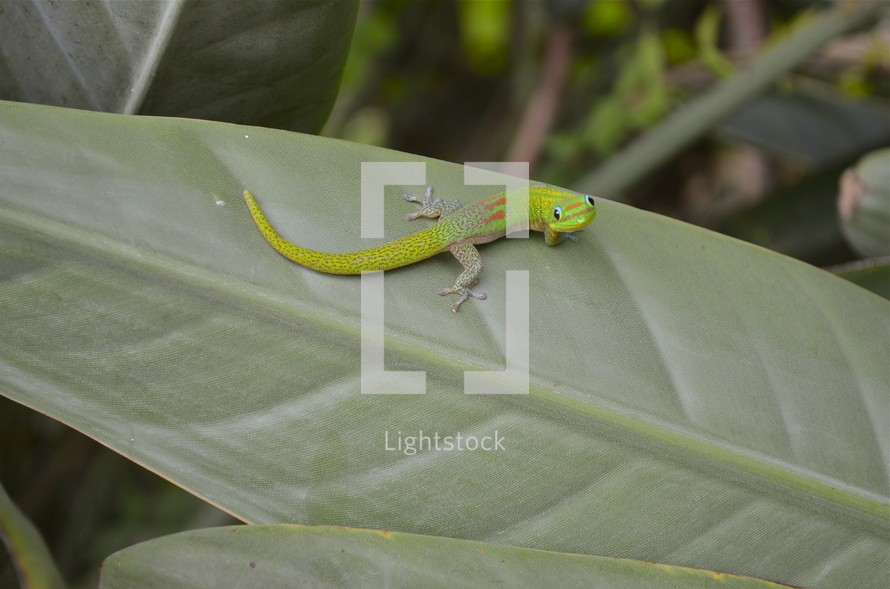 Small gecko in the lush jungle