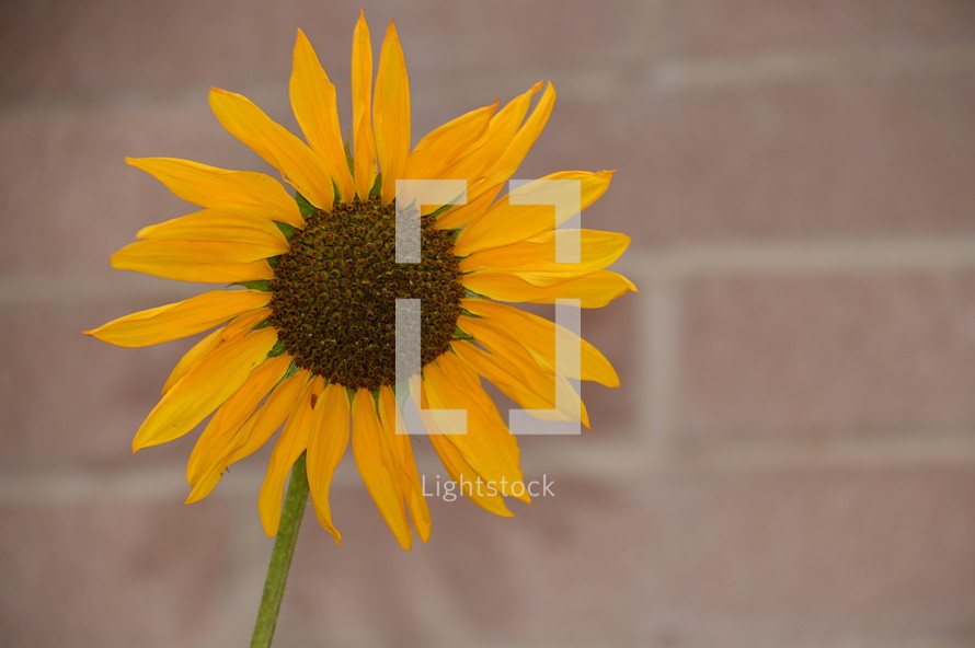 single yellow sunflower in front of brick wall  