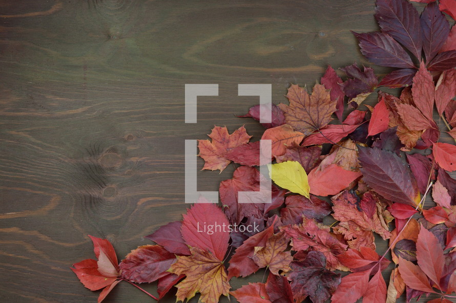 fall leaves on wood background 