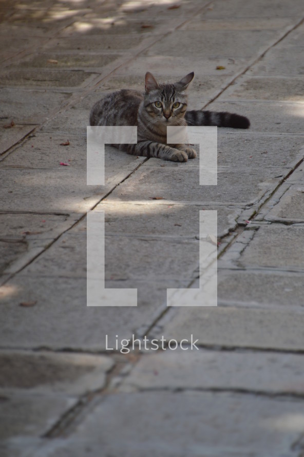 cat on a sidewalk 