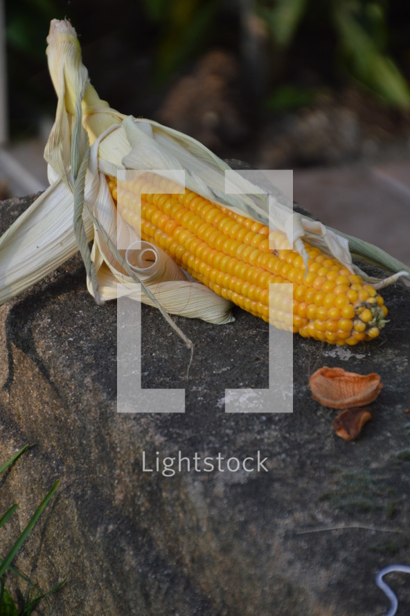 harvested corncob. 