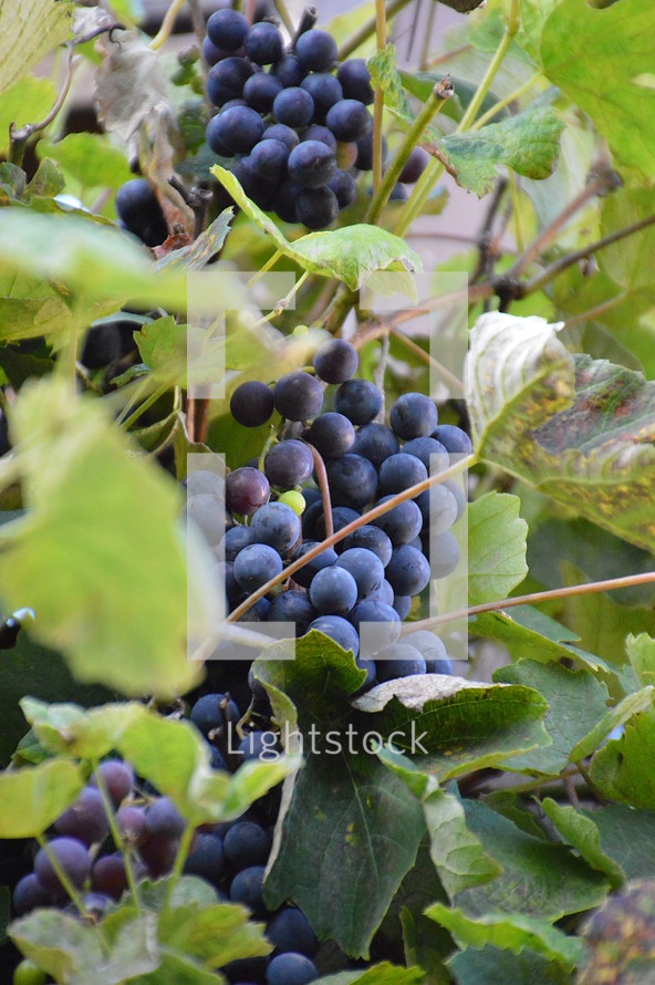 vines with fruits. 
vines, vineyard, vine, tendril, leaf, leaves, tendril of vine, vine stock, branch, branches, hold, hold on, clutch, hang on, stay, remain, dwell, continue, keep, grow, growth, growing, fruit, fructiferous, fruit setting, bear, yield, grapes, grape, acreage, vineyard cultivation, cultivation, harvest, harvesting, rich, vintner, winegrower, wine grower, nature, natural, plant, plants, outdoor, fruits, ripe, mellow, mellowly, autumn, fall, crop