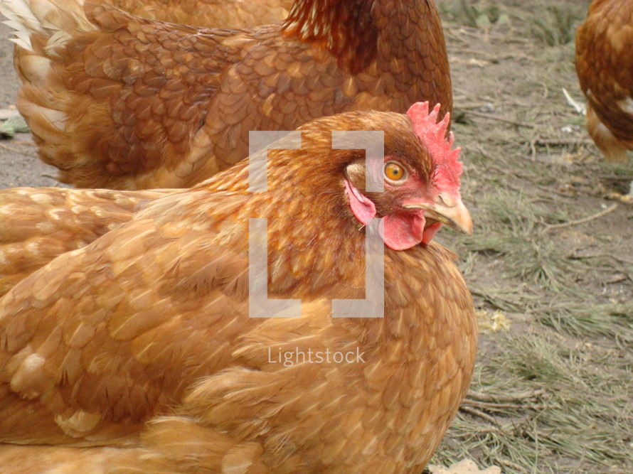 close shot of a chicken, 
chicken, farm, chicken yard, chicken-run, hen, eggs, brown, animal, pet, domestic pet, livestock, farm animal, chickens, hens