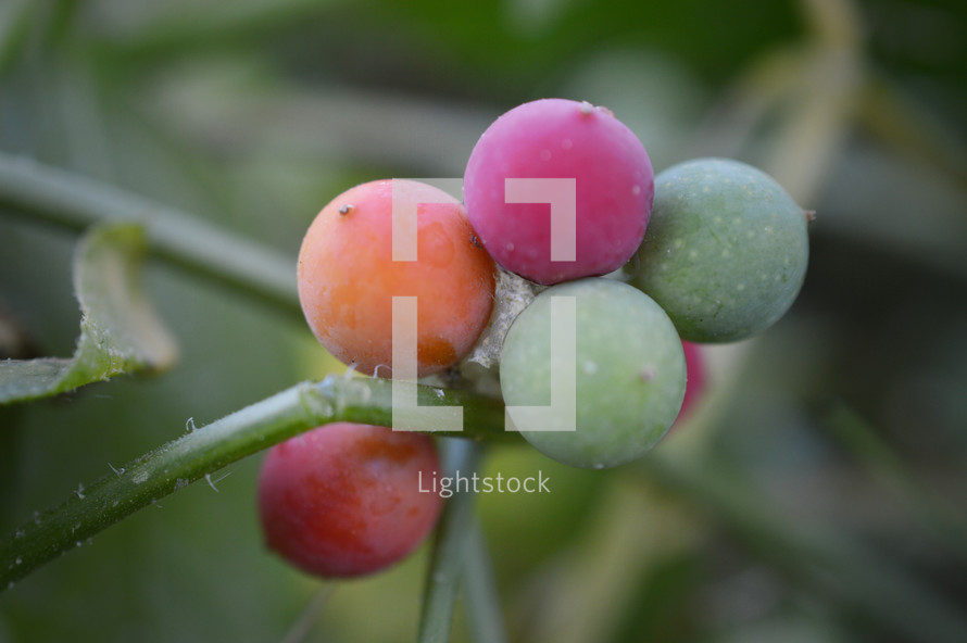 colorful berries of wild vine (five finger- Parthenocissus quinquefolia)
