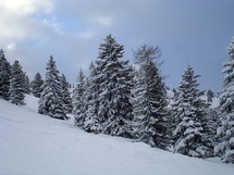 wintry mountain scene with snow covered trees. 