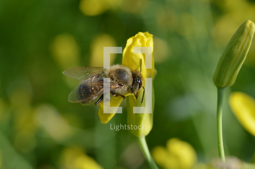 honey bee pollinating a yellow flower and collecting nectar for honey in springtime 