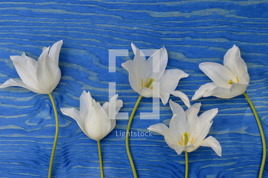 white flowers on blue wood background 