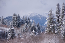 Snowy mountain forest 