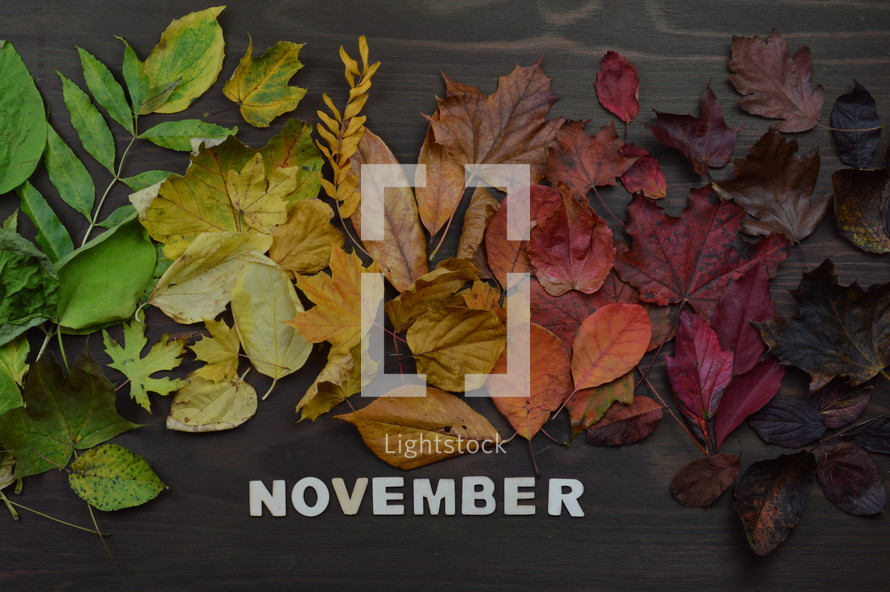 colorful autumn leaves in color gradient on brown wood with the word NOVEMBER in wooden pieces