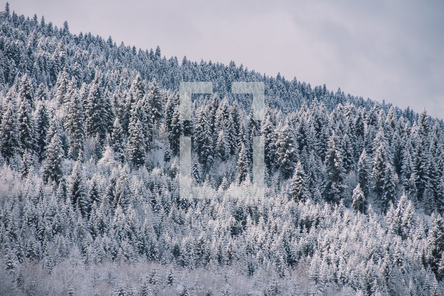 Winter forest in the mountains