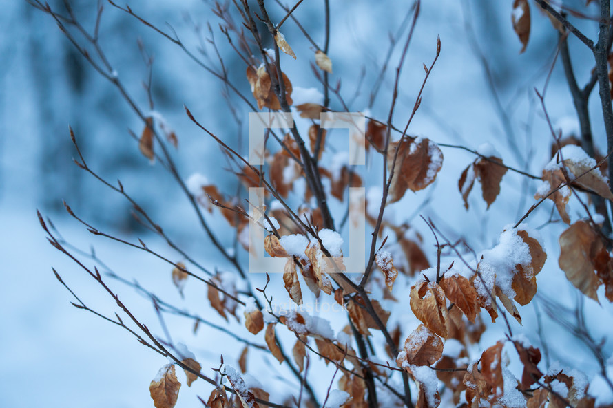 Snowy tree branch with dried leaves