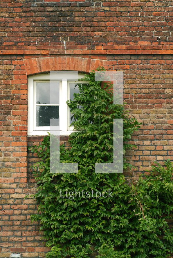 Ivy growing up a brick wall covering a window.