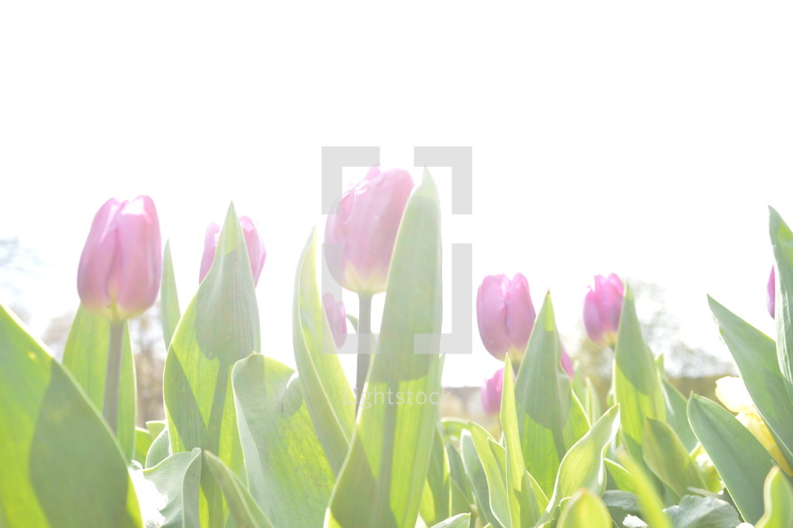 purple tulips in front of bright sky