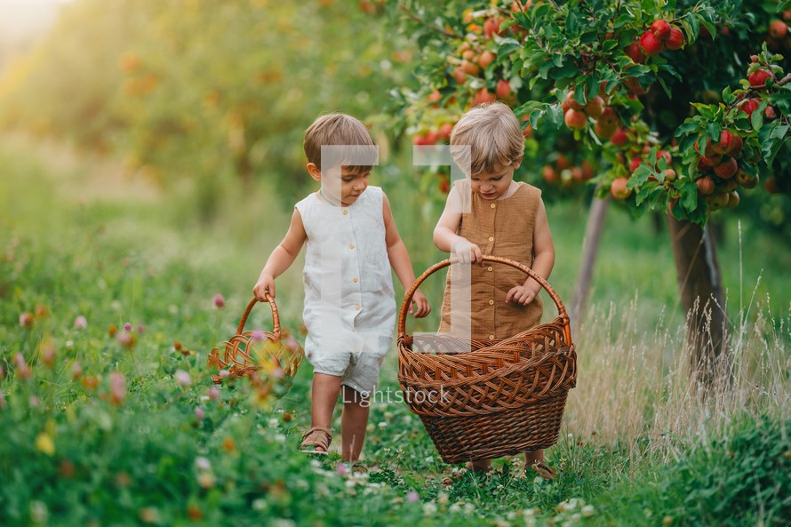 Cute little toddler boys picking up ripe red apples in basket. Brothers in garden explores plants, nature in autumn. Amazing scene. Twins, family, love, harvest, childhood concept. High quality 4k
