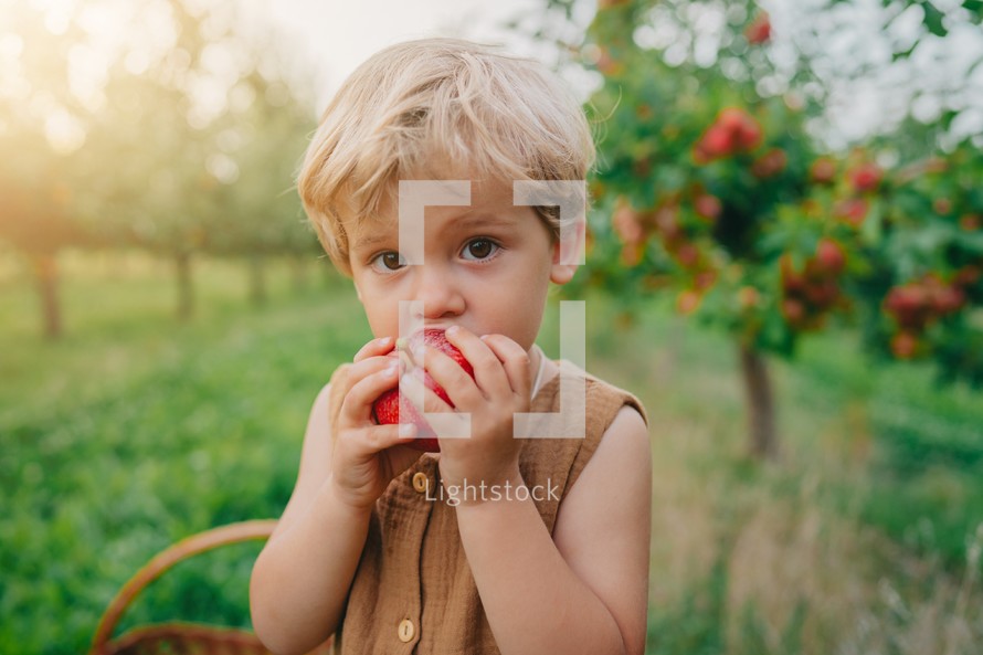  Cute little toddler boy eating ripe red apple in beautiful garden. Son explores plants, nature in autumn. Amazing scene with kid. Childhood concept. High quality 4k footage