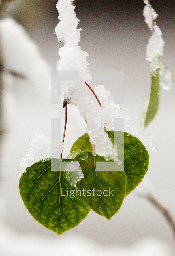 Snow-covered green leaves.
