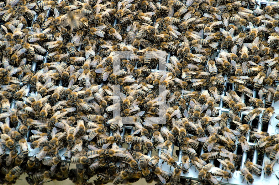 swarm of bees gathering around their queen, 
bee, bees, swarm, animal, insect, insects, creation, nature, bee swarm, plenty, buzz, buzzer, hive, beehive, bee-hive, gather, gathering, queen, swarming, sprawl
