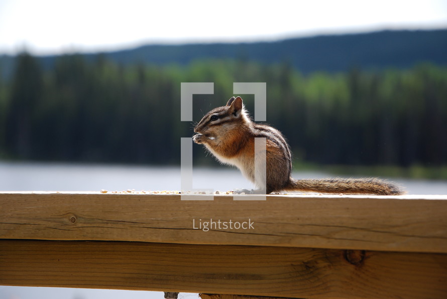 chipmunk on a deck railing 