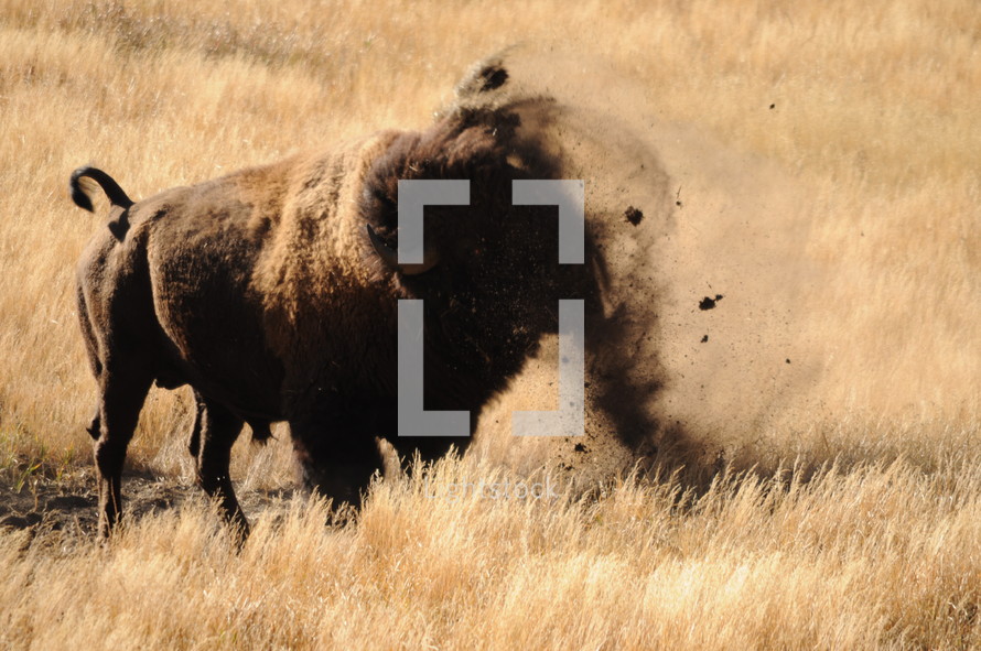 a buffalo shaking off dirt 