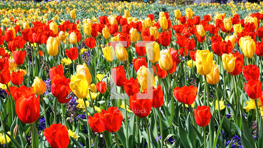 field of spring tulips 