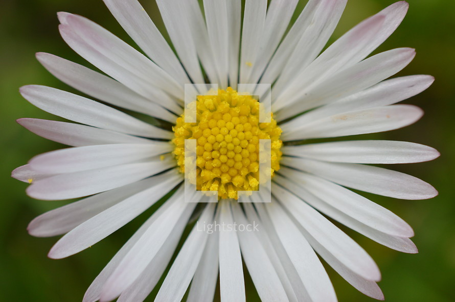 one single daisy in the grass up close