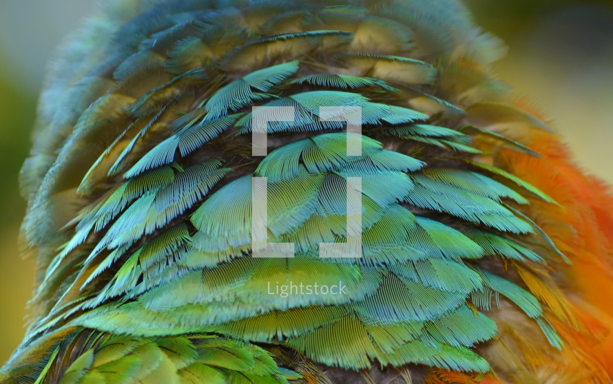 macaw feathers 