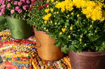 potted mums 